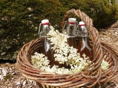 Sirop de fleurs de Sureau